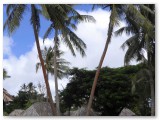 Taveuni Garden