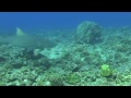 Barracuda's viudeo video