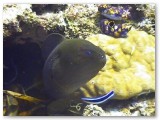 murray eel