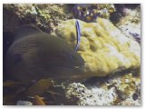 murray eel